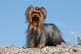 YORKSHIRE TERRIER 417